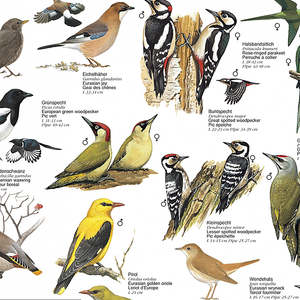 European Garden and Park Birds Laminated Paper <b>Poster</b> for Wall Display - Product Image 3