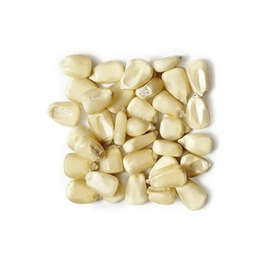 ข้าวโพดขาวราคาถูก ขายส่ง คุณภาพดีที่สุดสำหรับธุรกิจ - Product Image 6