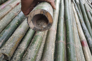 Tiges de bambou écologiques de haute qualité, abordables et polyvalentes pour tous les usages - Product Image 4