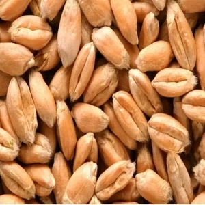 Té de Cebada Orgánico, Hierbas de Cebada Secas Naturales, Venta al por Mayor, Té de Cebada Marrón de Tailandia, 2 Años de Duración - Product Image 1