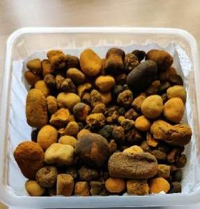 100% Natural Ox Gallstones High Quality <b>Protein</b> Tablets for Sale Export Grade Cattle Source Plastic <b>Bottle</b> - Product Image 4