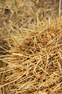 "Pajita A LA Venta a Precios de Descuento, Pajita Premium para Lecho de Animales, Acolchado y Otros Usos Agrícolas" - Product Image 6