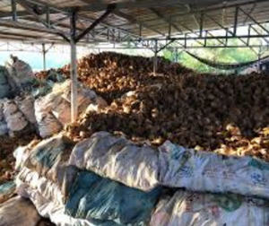 Cáscara de Coco Cruda de Vietnam, Material Seleccionado, Ideal para Artesanías Hechas a Mano, Fabricación de Carbón Vegetal y Suministro para Exportación 2025 - Product Image 4