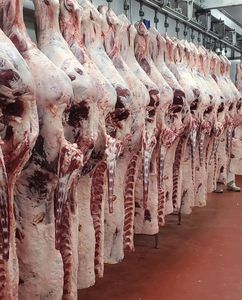 Cuerpo Entero de Cordero Halal Congelado IQF, Carne de Cordero 100%, Proveedor a Granel de Carne de Cordero, Exportación de Alta Calidad - Product Image 3