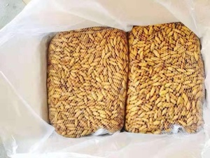 Bolsa seca de crisálida de gusano de seda congelado de la mejor calidad, almacenamiento de estilo gluten, pupas de gusano de seda secas, ÁNGULO - Product Image 2