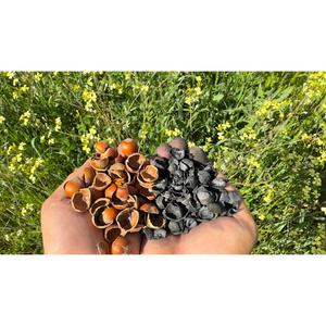 Biocarbonio ad Alto Carbonio Fisso da Gusci di Nocciola, Noccioli di Oliva e Gusci di Anacardo | Materiale di Carbonio Sostenibi - Product Image 1
