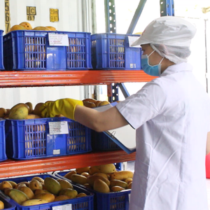 Bebida de Jugo de Mango VINUT 330ml, Cartón de 24 Latas, Listo para Enviar, Muestra Gratuita, OEM/ODM, Marca Privada - Product Image 3