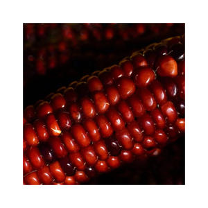 Granos de maíz rojo enteros para fabricantes y revendedores de alimentos - Product Image 3