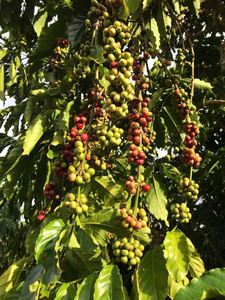 Granos de café verde Arábica S18 vietnamita de alta calidad, proceso de lavado al mejor precio para compradores mayoristas y globales - Product Image 3