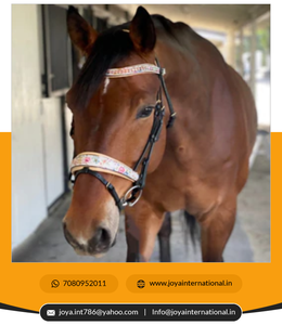 The Dolce Limited Edition Snaffle Bridle Custom Bridle Best <b>Dressage</b> Bridles at Wholesale Price Folding - Product Image 2