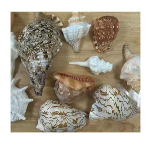 Hỗn hợp Seashell lớn Starfish Conch paua bãi biển Fish Tank trang trí tự nhiên biển vỏ hỗn hợp mặt dây Seashell thủ công từ Việt Nam