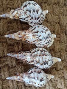 Conchas de Trompeta Grandes, Conchas de Tritón, Conchas Marinas Naturales de Alta Calidad de Vietnam - Product Image 5