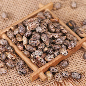 Venta al por Mayor de Semillas de Ricino Naturales Silvestres de Alta Calidad, Ricinus Communis, con Alto Contenido de Aceite - Product Image 1