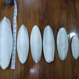 HUESO SECO DE SEPIA DE ALTA CALIDAD AL POR MAYOR PARA MASCOTAS Y REPTILES - Product Image 2