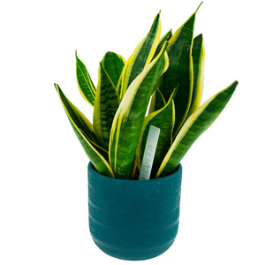 TG60608 HDPE Material Seedling <b>Marker</b> <b>for</b> <b>Plant</b> Seeds 10PCS/KPL Labeling Tags - Product Image 4