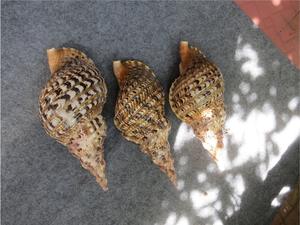 กล่องของขวัญทรัมเปตสำหรับจัดแสดงศิลปะชายฝั่งทะเลและซัพพลายเออร์ตกแต่งงานกิจกรรมทั่วโลก - Product Image 2