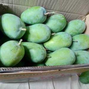 Compra al por Mayor de Mango Orgánico Puro y Natural de la Mejor Calidad, Grado AA, 100% Fresco, Amarillo - Product Image 4