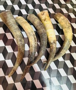 Cuernos de Búfalo Naturales y Puntas de Cuerno de Animales Crudos de Tamaño Personalizado para Exportación, Proveedor de la India - Product Image 4