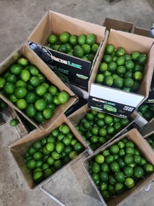 LIMA VERDE VIETNAMITA AL POR MAYOR/EXPORTAR LIMÓN ORGÁNICO SIN SEMILLAS EN GRAN CANTIDAD PARA EXPORTACIÓN - Product Image 2