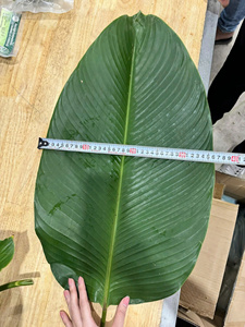 ใบดงบริสุทธิ์และเป็นธรรมชาติ/คุณภาพมรดก/มูลค่าที่ยั่งยืน/ผลิตในเวียดนาม - Product Image 6