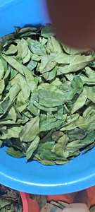 Feuilles de corossol séchées Annona Muricata (Graviola) en vrac pour la production de sachets de thé - Product Image 3