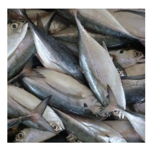 Top Grade Fresh Frozen Pacific Mackerel Fish at Low Price