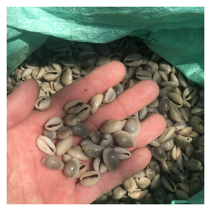 Décor océanique coquillage coquillage, artisanat artisanal coquillage pour les maisons côtières, cadeau durable pour les décorateurs éco-conscients - Product Image 2