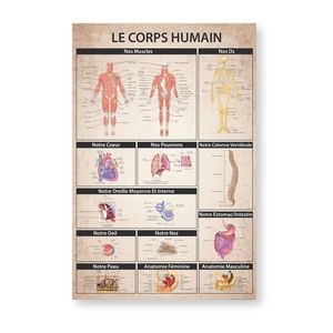 Modelo Anatómico de PVC del Cuerpo Humano para la Enseñanza de Ciencias Médicas - Product Image 2
