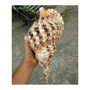 CONCHA DE TROMPETA TRITON AL POR MAYOR CON ALTA CALIDAD Y MEJOR VENDEDOR BUENA OFERTA DE VIETNAM Para exportación a venta con grandes cantidades - Product Image 1