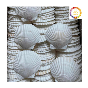 Venta al por mayor de conchas marinas vieiras blancas naturales, conchas grandes para decoración del hogar, manualidades, regalos hechos a mano, Vietnam - Product Image 3
