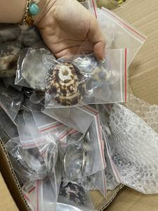 Coquilles de patelle Poli Naturel Shell Ornement Décoratif pour Bijoux DIY ou Artisanat En Vrac En Gros - Product Image 6