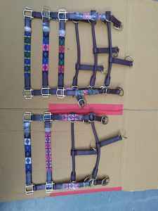 NIDA 2017 Premium Ecuestre Cuero Polo Halter Argentino Cosido a mano Hilo multicolor Logotipo personalizado Caballo aceptado - Product Image 3