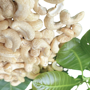 เม็ดมะม่วงหิมพานต์จากเวียดนาม W180เม็ดมะม่วงหิมพานต์จากเวียดนาม - Product Image 1