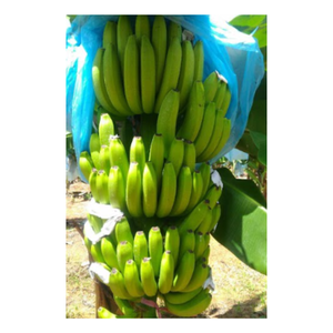 Sweet Cavendish, Direct Farm Premium Cavendish Bananas Cavendish fresco de Vietnam - Product Image 6