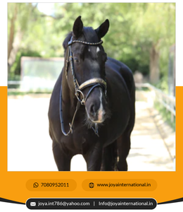 Brides de dressage la bride en cristal de roche Bride de cheval de haute qualité Fournisseur et exportateur intelligent - Product Image 2