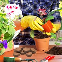 Granulés de tourbe de noix de coco de meilleure qualité prix de gros comparatif pour la culture de plantes graines de sol de noix de coco pour les jardins