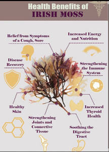 Remise 20% mousse de mer irlandaise de haute qualité du Vietnam Tom - Product Image 3