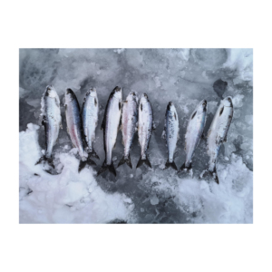 Mejor calidad, precio de venta caliente, salmón entero congelado, pescado (mariscos), calidad de exportación - Product Image 1