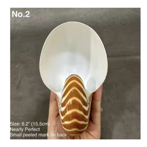 Artisan Nautilus Shell Decor du Vietnam pour les maisons côtières et les écrans de collectionneurs de style marin - Product Image 1