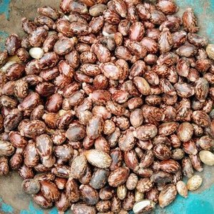เมล็ดละหุ่งดิบเต็มเมล็ด สีน้ำตาลลายจุด รูปทรงวงรี ถั่วธรรมชาติสำหรับขาย - Product Image 2