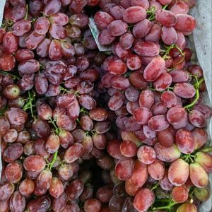 องุ่นไร้เมล็ดแดงสดพรีเมียม - คุณภาพส่งออกเกรด 1 - องุ่นหวานคุณภาพสูงสำหรับรับประทาน ขายส่ง - Product Image 6