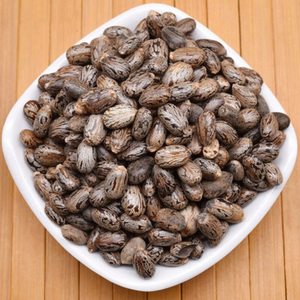 Semillas de Ricino de Alta Calidad, Suministro a Granel |   Semillas de Ricino Naturales Crudas para la Extracción de Aceite de Ricino |   Exportador Mayorista - Product Image 1