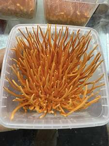 Cordyceps militar directo de fábrica liofilizado con servicio OEM/ODM/Lirio - Product Image 6