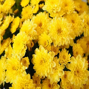 Fleur coupée à haut rendement Chrysanthème/Guldaudi Fleurs Exportateurs/Fournisseurs vers l'île Bangka de l'Inde