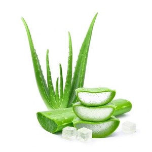 Polvo de Aloe Vera Orgánico Silvestre, Extracto de Planta Natural Extraído con Solvente, Grado Alimenticio, Suplemento para Bebidas, Proveedor de Exportación a Granel - Product Image 5