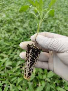 Sembradora de musgo de turba de alta calidad pura Sustrato de propagación de plantas vegetales plantas jóvenes plántulas - Product Image 4