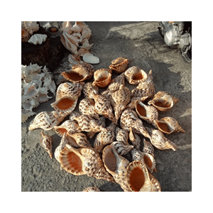 Decoración de boda con conchas marinas, material: conchas marinas seleccionadas; uso: decoración de mesa para ceremonias en la playa; origen: Vietnam - Product Image 5