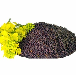 Livraison en gros de graines de canola biologique pur disponibles au prix du marché - Product Image 1