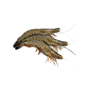 Camarones Tigre Negro Congelados al por Mayor PD, Oferta para Carga Rápida - Product Image 2