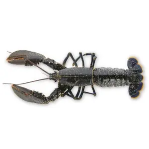Lobster langsung rasa lezat Lobster Frozen Crayfish/Crawfish / Lobster harga rendah ekor lobster frozen untuk dijual.